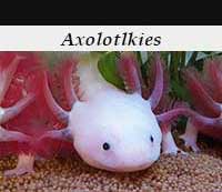 Axolotlkies
