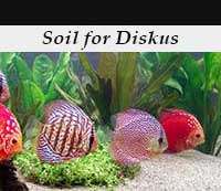 Soil for Discus